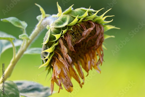 Sonnenblume ist verblüht