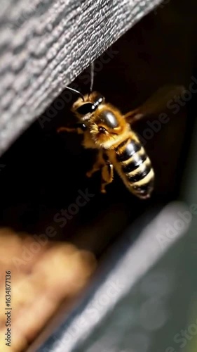 Close-Up Flight of a tiny Bee Near the Hive