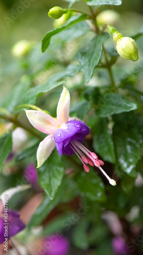Flower of the fuchsia plant.