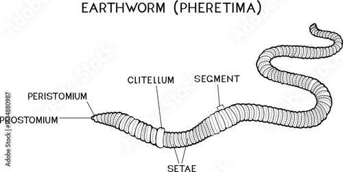 Coloring page with external structure of earthworm (pheretima) for biology lessons