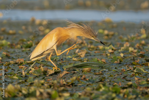Obraz na plátně Squacco Heron - Ardeola ralloides in its natural wetland habitat with streaked crest feathers caught mid-action, raising one leg in an apparent scratching or foraging motion