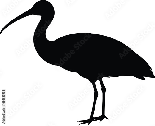 ibis bird silhouette vector
