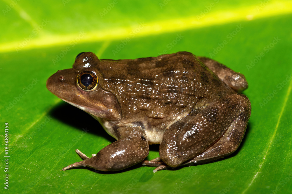 A beautiful Cape River Frog (Amietia fuscigula) near a stream on a warm evening in the Western Cape, South Africa A beautiful Cape River Frog (Amietia fuscigula) near a stream on a warm evening in the Western Cape, South Africa