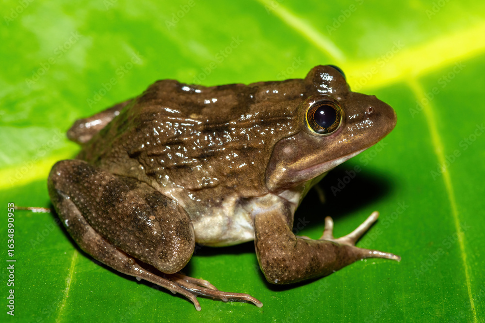 A beautiful Cape River Frog (Amietia fuscigula) near a stream on a warm evening in the Western Cape, South Africa A beautiful Cape River Frog (Amietia fuscigula) near a stream on a warm evening in the Western Cape, South Africa