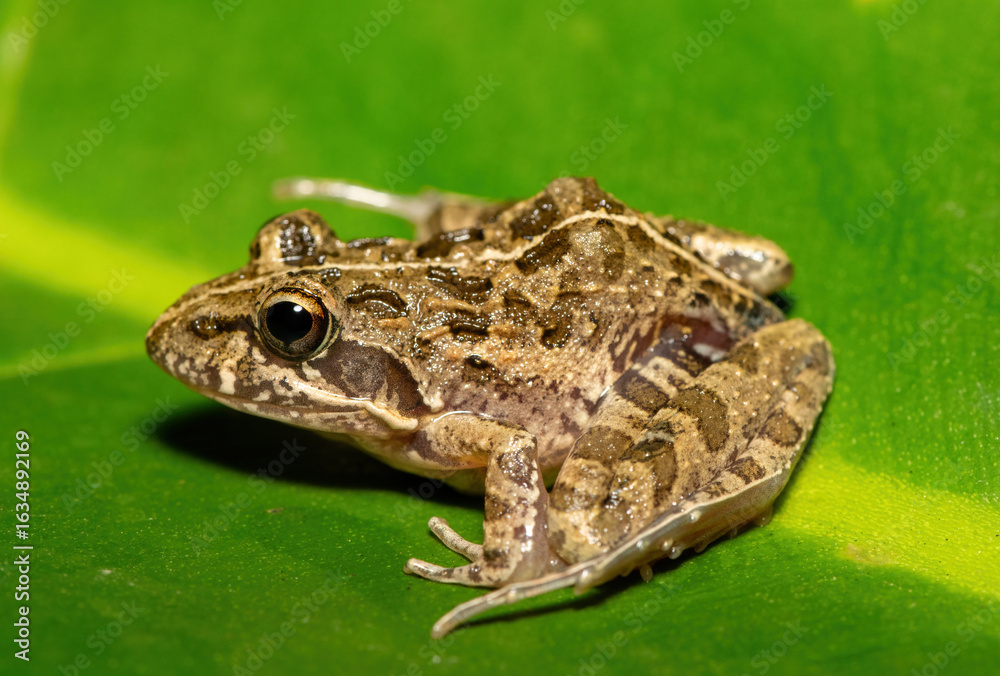 Fototapeta premium A beautiful Clicking Stream Frog, also known as a Gray’s Stream Frog or Spotted Stream Frog (Strongylopus grayii), in the fynbos in Western Cape, South Africa