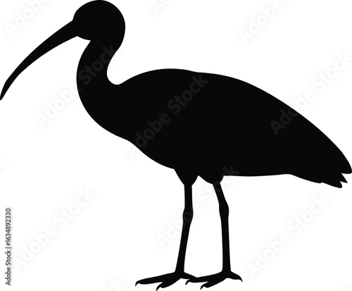 ibis bird silhouette vector icon