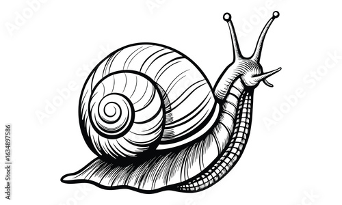 Snail t shirt design silhouette and vector line art, Detailed Line Art for Relaxation and Stress Relief, Ideal for Adult Coloring Books or Printable Art Therapy Projects