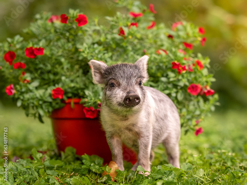 Small gray piglet minipig in the garden next to flowers.