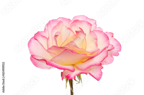 Magenta fringed rose