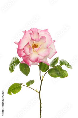 Magenta rose and foliage