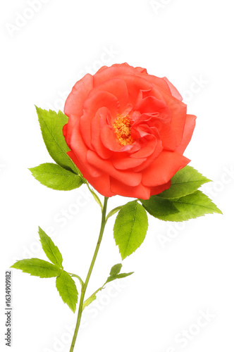 Red rose flower and foliage