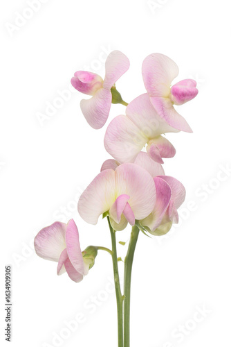 Sweet pea flowers isolated