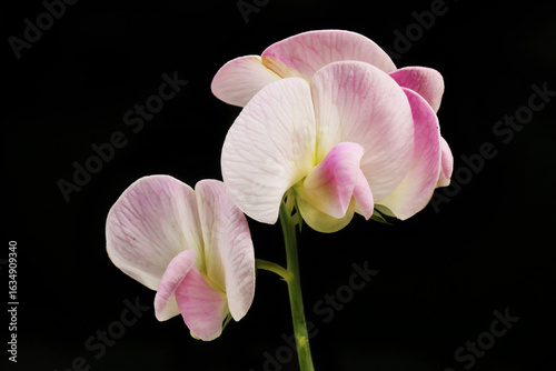 Sweet pea flowers
