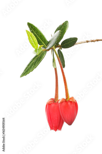 Chilean lantern tree