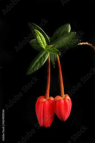Chilean lantern tree black