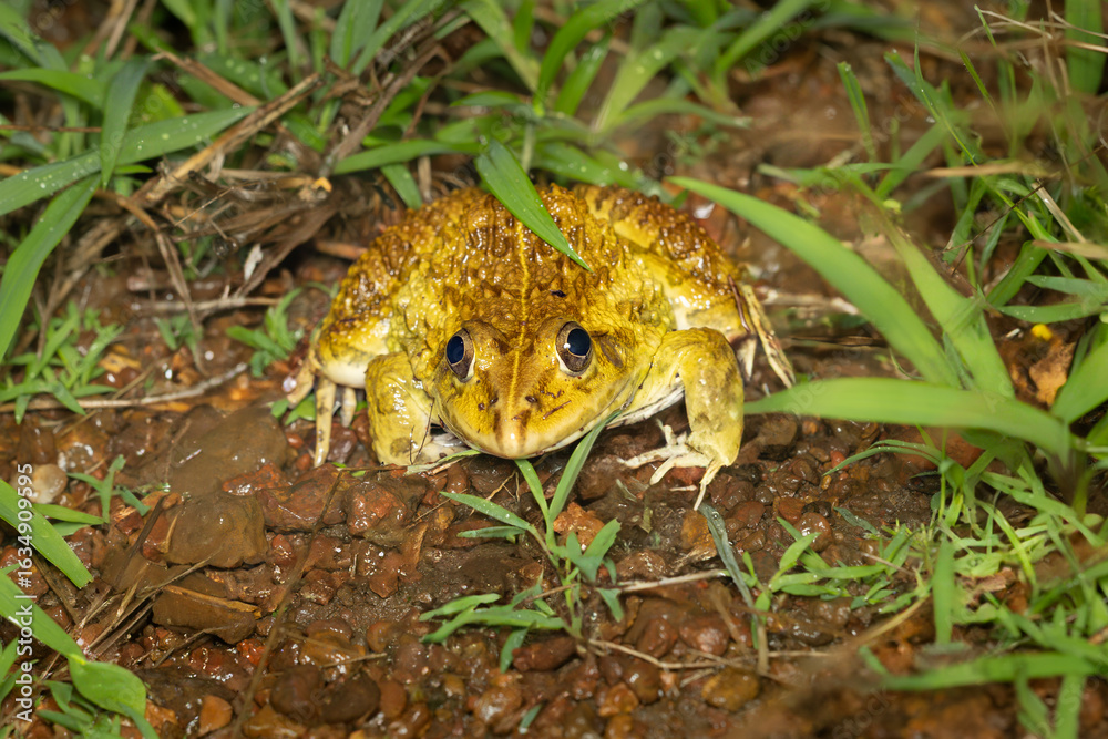 Obraz premium big bullfrog yellow mating plumage, phansad, India