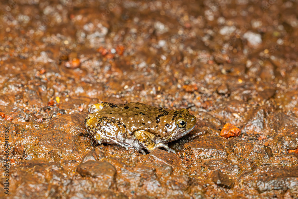 Obraz premium Uperodon mormorata, Sahyadri Marbled Balloon Frog, Phansad, Maharashtra, India
