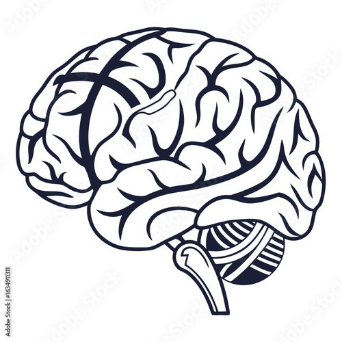 Dark blue outline of human brain with cerebellum and brainstem on white background anatomy medical