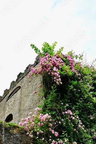 Wild rose climbing on medieval ruin in Ireland