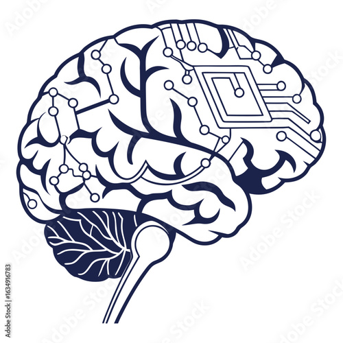 human brain anatomy