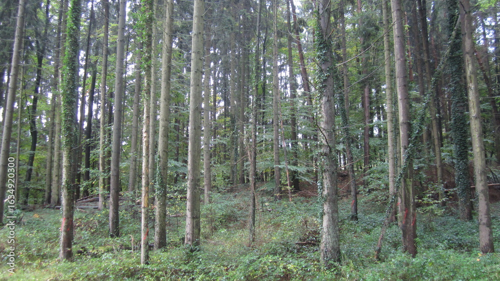 Fototapeta premium in the forest