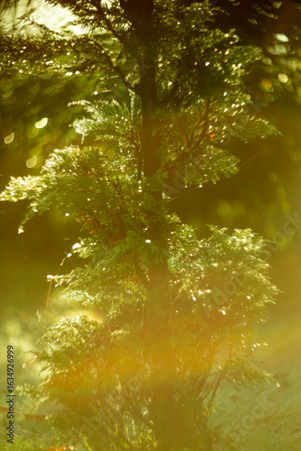 Sunlit Greenery with a Warm Glow in Nature, Inviting a Sense of Peace and Beauty