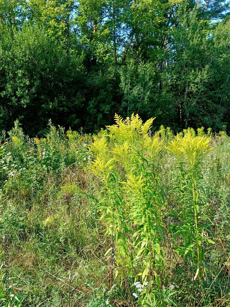 Obraz premium Abrosia, a plant that causes allergies, an allergen