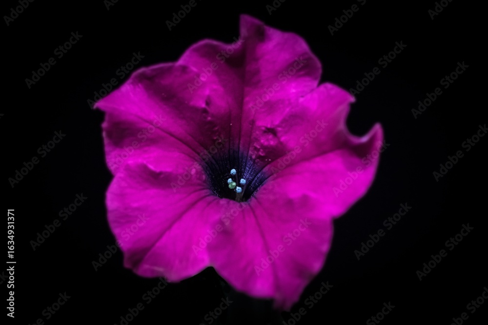 Naklejka premium The splendor and vibrant colors of a pink petunia; Petunia Grandiflora; closeup photography