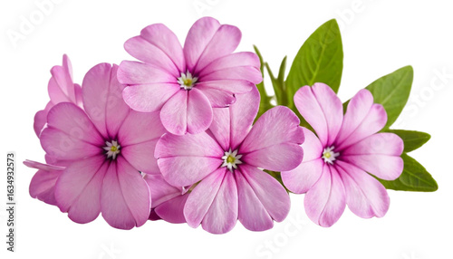 Cluster of delicate pink flowers isolated on transparent background