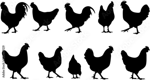 Chicken Silhouette Collection: Diverse Poses and Behaviors