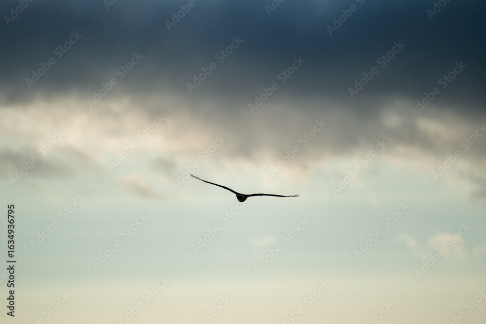 Obraz premium A lone montagu's harrier bird glides through a partly cloudy sky with wings outstretched, evoking freedom and calm.