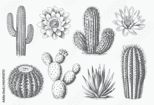 Vintage cactus and succulent variety in sketch style. Botanical illustration of assorted desert cactus plants.