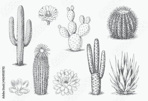 Vintage cactus and succulent variety in sketch style. Botanical illustration of assorted desert cactus plants.