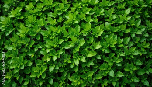 Wallpaper Mural Fresh green leaves blanket the frame, creating a vibrant and textured natural background that is perfect for adding life to designs Torontodigital.ca