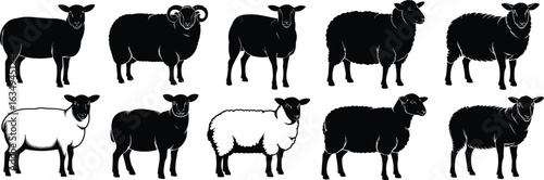Silhouette sheep set, black and white sheep illustration, farm animal vector, wool texture variation, livestock breed comparison, horns