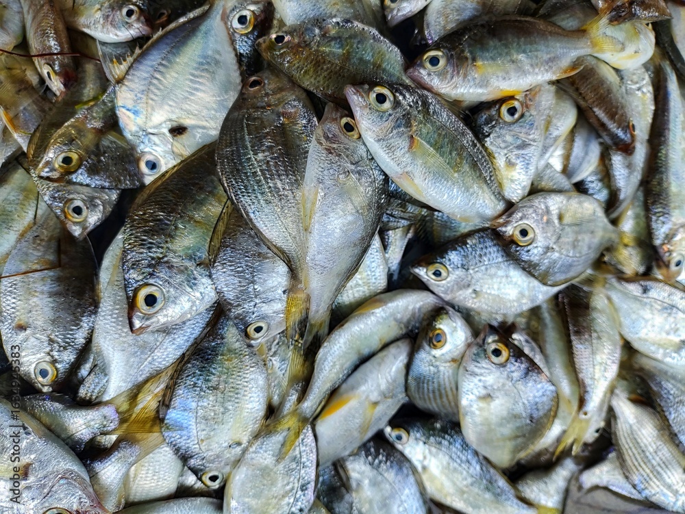 Obraz premium different kind of fish and prawn sale in Indian fish market Balugaon chilika fish market