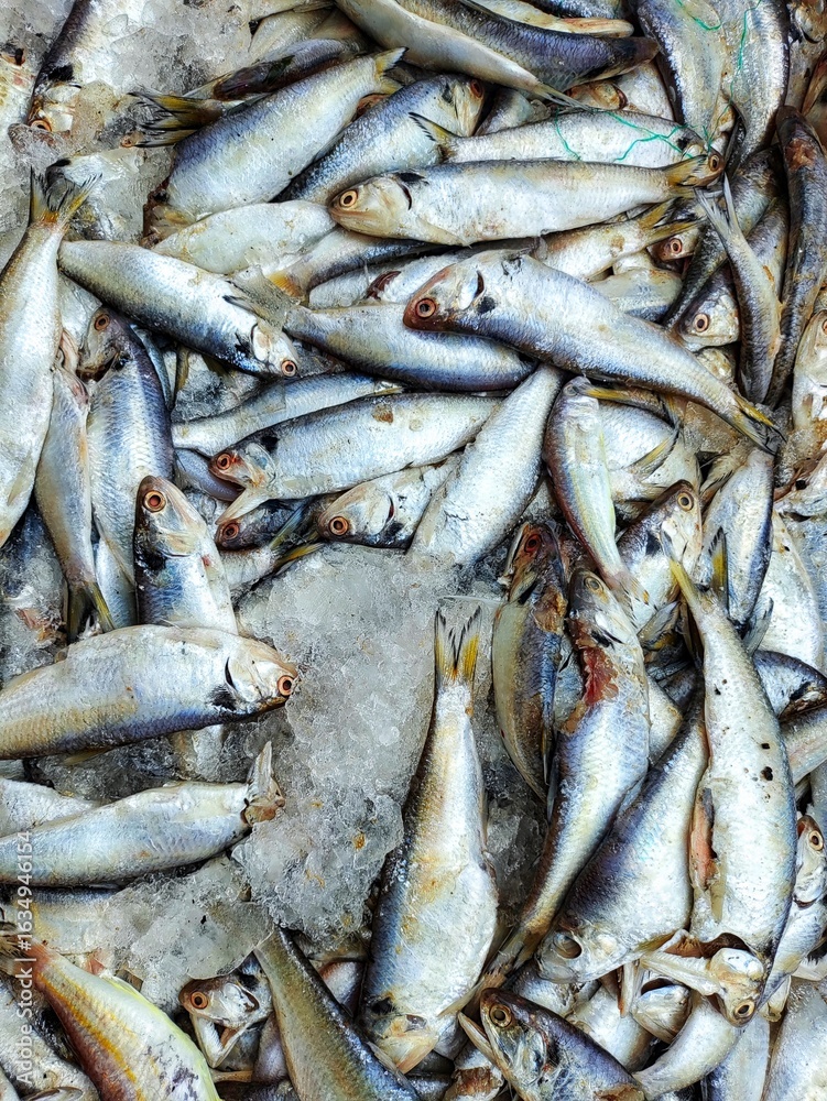 Fototapeta premium different kind of fish and prawn sale in Indian fish market Balugaon chilika fish market