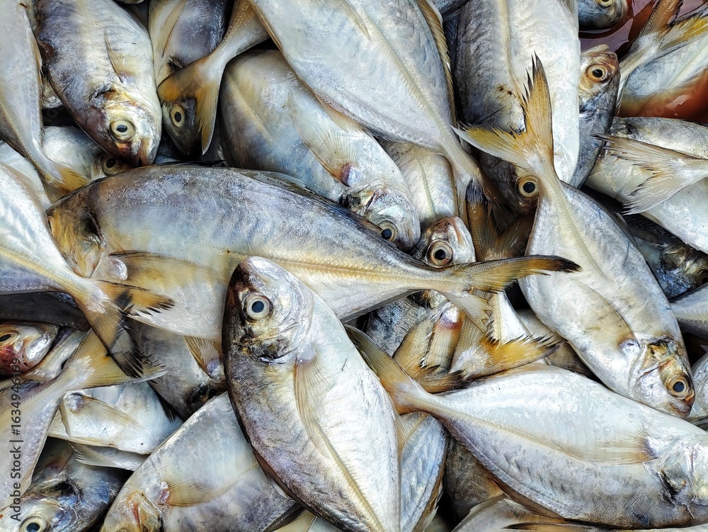 Obraz premium different kind of fish and prawn sale in Indian fish market Balugaon chilika fish market