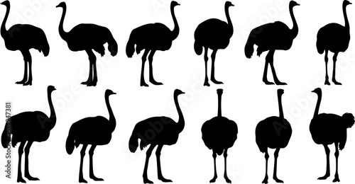 Ostrich Silhouettes in Various Standing and Walking Poses