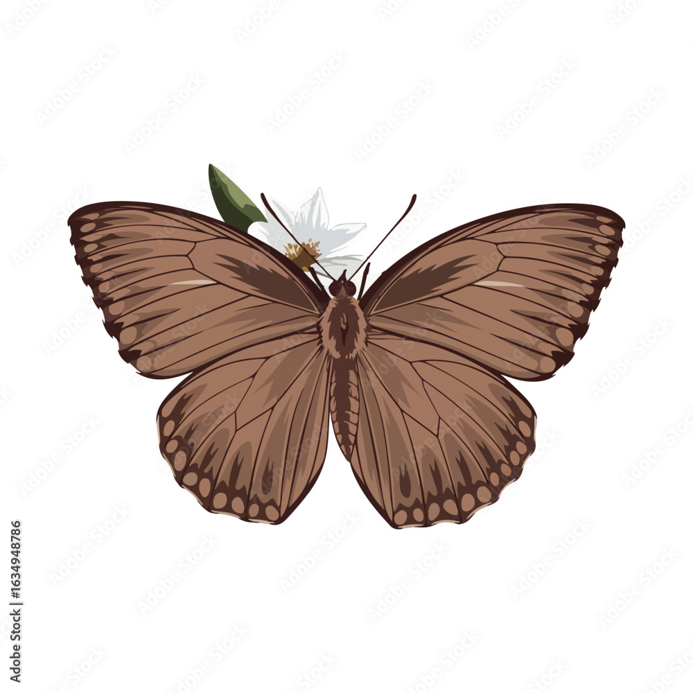 Fototapeta premium Brown Argus vector on white background.02