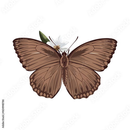 Brown Argus vector on white background.02