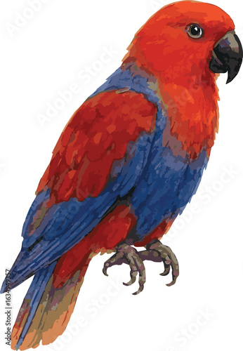 Vector adorable watercolor illustration of a moluccan eclectus parrot