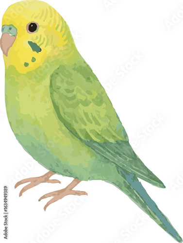 A watercolor vector illustration of an adorable green budgie