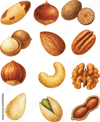 Collection of watercolor vector illustartions of various types of nuts such as cashew, hazelnut, walnut, pistachio, pecan, nutmeg, almond, chestnut, peanut, pinenut, brazil nut