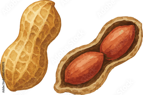 Vector realistic watercolor illustration of a peanut closed and open