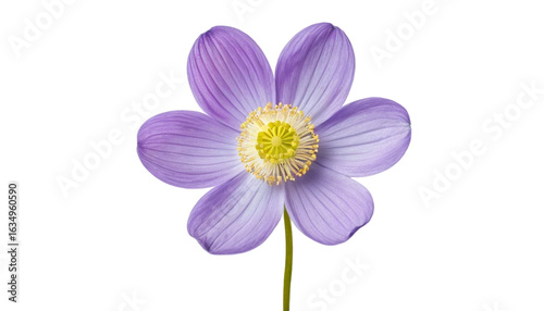Delicate purple anemone flower isolated on transparent background