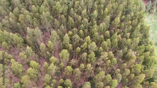 paisagem verde