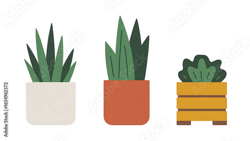 Three potted plants in various styles.
