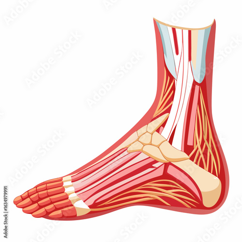 3D Human Foot Anatomy Vector for Medical and Educational Use