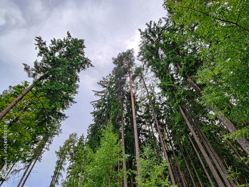 Fototapeta premium A group of tall trees in a forest under a cloudy sky